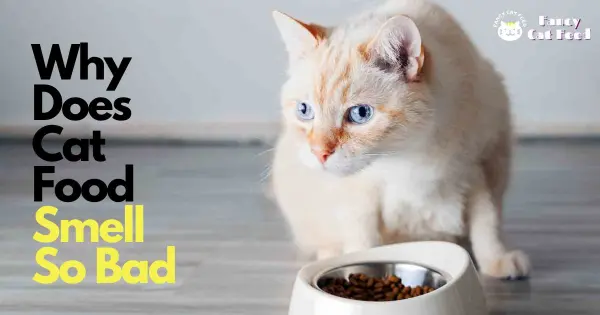 why-does-cat-food-smell-so-bad-fancy-cat-feed