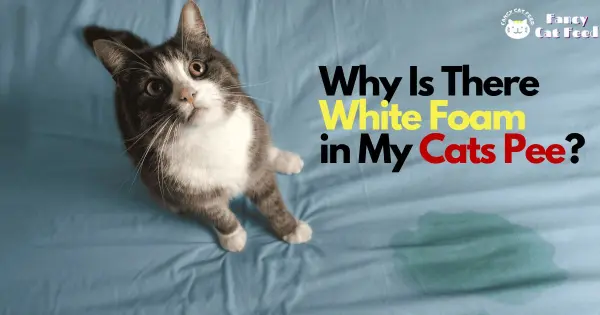 Why Is There White Foam in My Cats Pee?