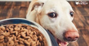 can dogs eat cat food