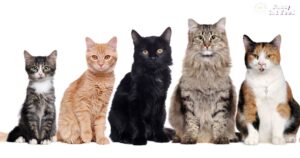 How Many Cat Breeds Are There?