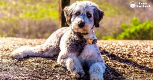 Aussiedoodle: A Full Guide