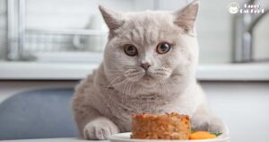 what cat food has the most gravy